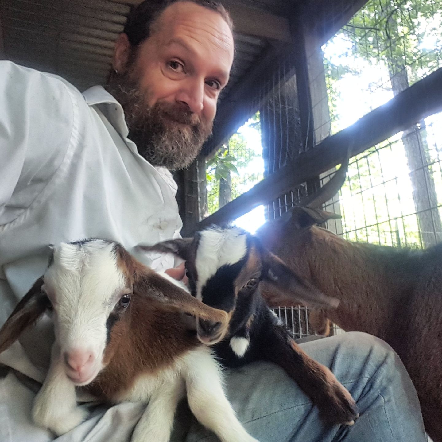 Goats